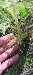 Trinia multicaulis