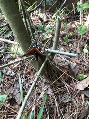 Stenelytrana emarginata