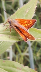 Ochlodes sylvanus