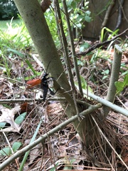 Stenelytrana emarginata