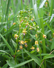 Epipactis thunbergii