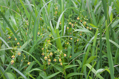 Epipactis thunbergii
