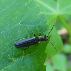 Denticollis denticornis