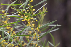 Acacia simsii