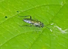 Taxonus terminalis