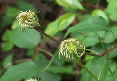 Clematis patens