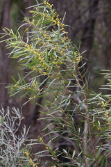 Acacia simsii