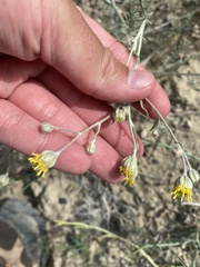 Hymenopappus filifolius polycephalus