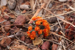 Eucalyptus phoenicea