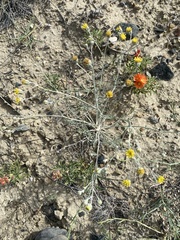 Hymenopappus filifolius polycephalus