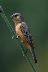 Sporophila hypoxantha