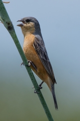 Sporophila hypoxantha