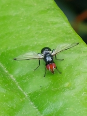 Seioptera vibrans