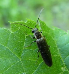Denticollis denticornis