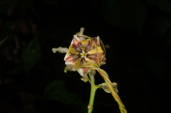Strophanthus