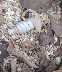 Centruroides hoffmanni