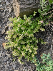 Polygala supina supina