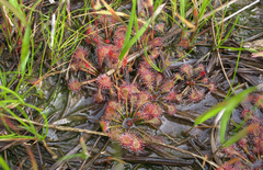 Drosera tokaiensis