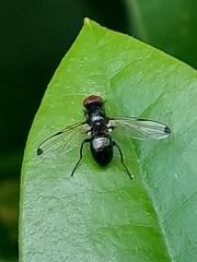 Seioptera vibrans