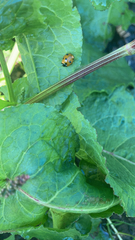 Coccinella septempunctata