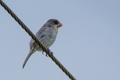 Sporophila leucoptera