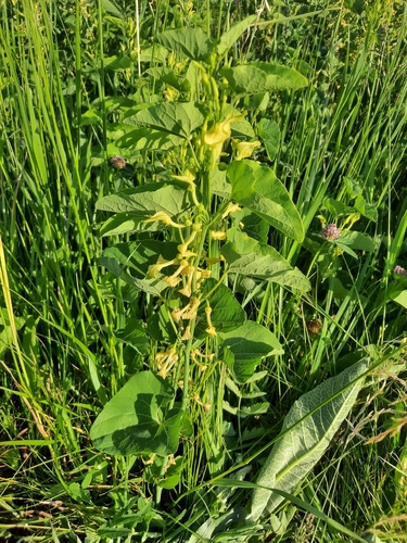 Aristolochia clematitis, photograph 1