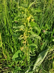 Aristolochia clematitis, photograph Дмитрий Дунин, CC BY, iNaturalist via GBIF