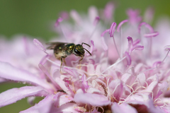 Lasioglossum loetum