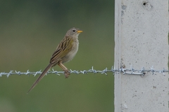 Emberizoides herbicola