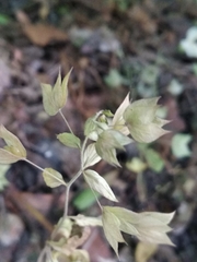 Veronica cardiocarpa