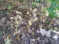 Veronica cardiocarpa