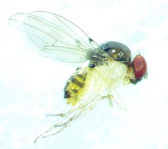 Mycodrosophila stalkeri