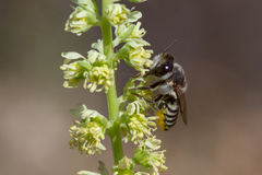 Megachile canariensis