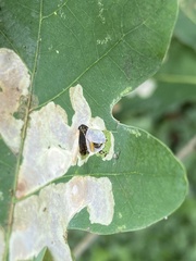 Cameraria hamadryadella