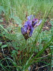 Astragalus danicus