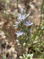 Frasera albicaulis