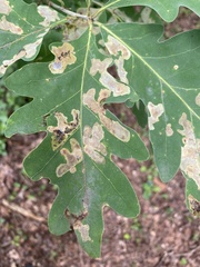 Cameraria hamadryadella