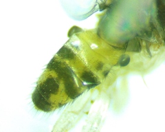 Mycodrosophila stalkeri