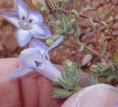 Wahlenbergia acaulis