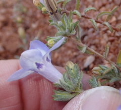 Wahlenbergia acaulis