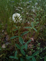 Trifolium montanum