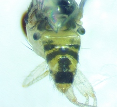 Mycodrosophila stalkeri