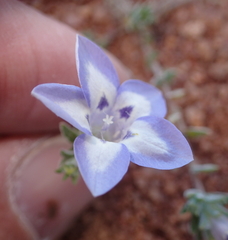 Wahlenbergia acaulis