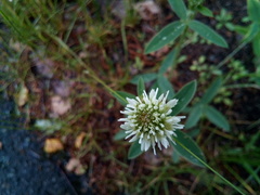 Trifolium montanum