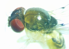 Mycodrosophila stalkeri