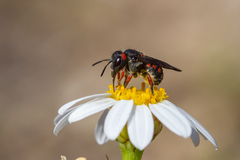 Pseudoanthidium canariense