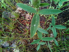 Trifolium montanum