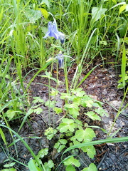 Aquilegia vulgaris