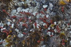 Crassula multicaulis