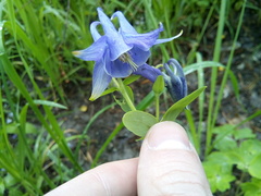 Aquilegia vulgaris